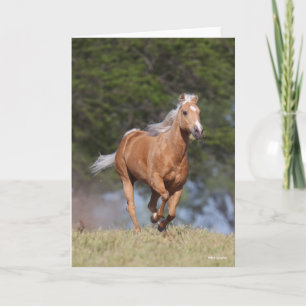 Bob Langrish Palomino Quarter Horse Running Kort