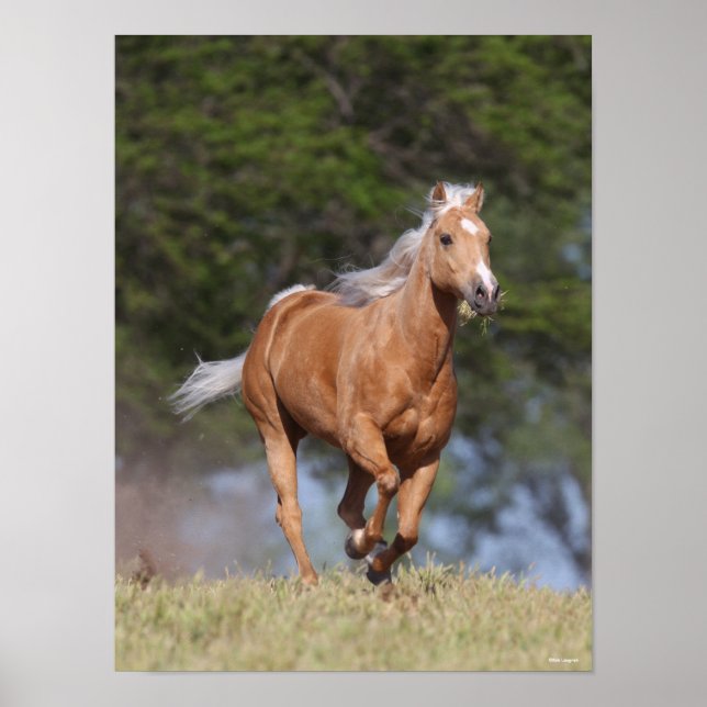 Bob Langrish | Palomino Quarter Horse Running Poster (Framsidan)