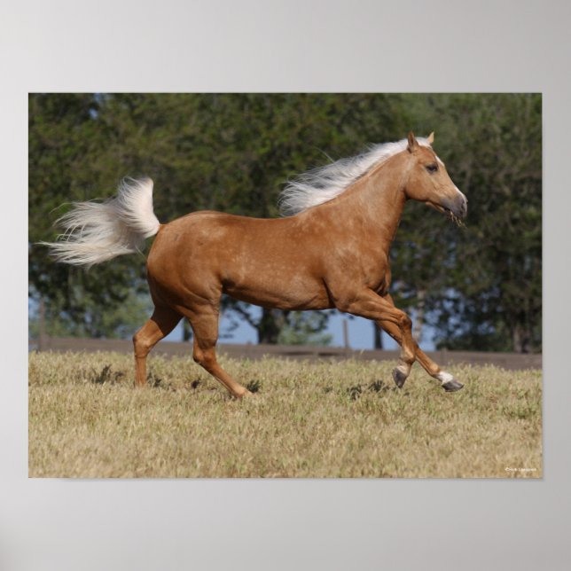 Bob Langrish | Palomino Quarter Horse Running Poster (Framsidan)