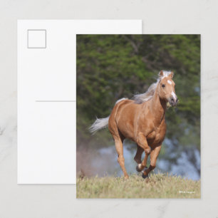 Bob Langrish Palomino Quarter Horse Running Vykort