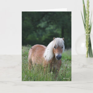 Bob Langrish Palomino Shetland permanent i gräs Kort