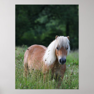 Bob Langrish Palomino Shetland permanent i gräs Poster