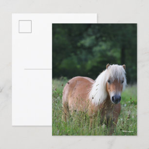 Bob Langrish Palomino Shetland permanent i gräs Vykort