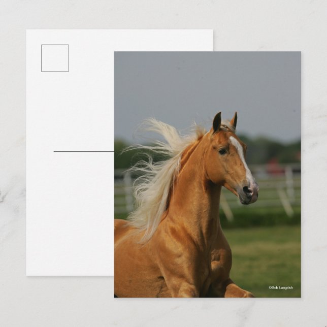 Bob Langrish | Palomino Tennesee Walker Headshot Vykort (Fram/baksida)