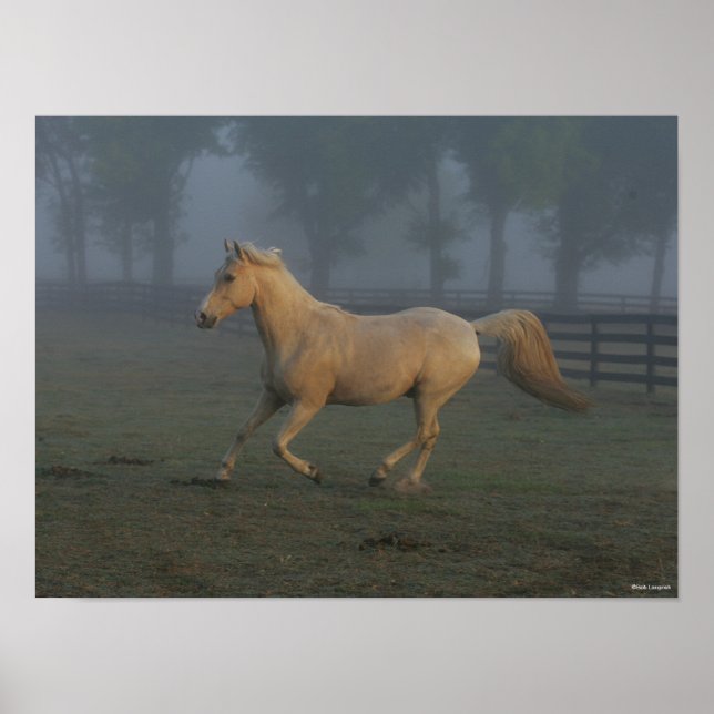 Bob Langrish | Palomino Tennessee Walker i Mist Poster (Framsidan)