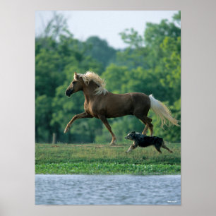 Bob Langrish Palomino Tennessee Walker och Hund Poster