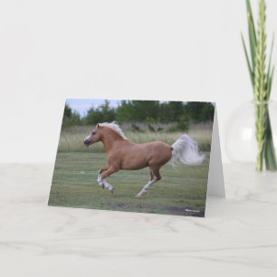 Bob Langrish   Palomino Welsh Pony Running Kort