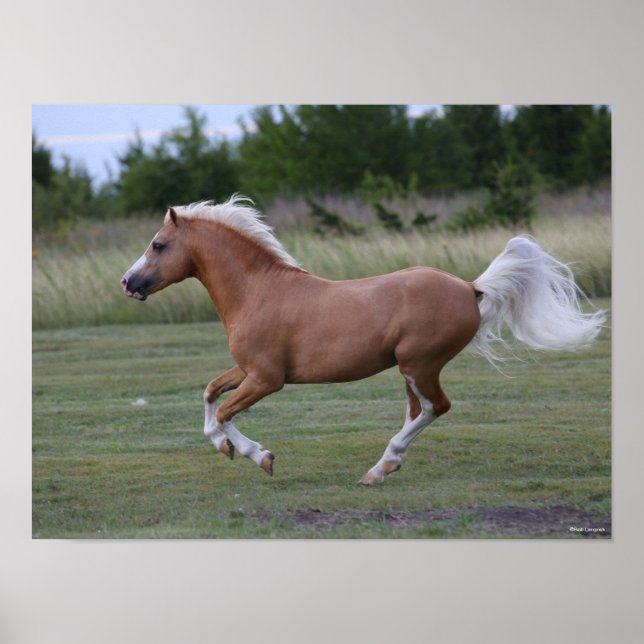 Bob Langrish | Palomino Welsh Pony Running Poster (Framsidan)