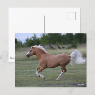 Bob Langrish Palomino Welsh Pony Running Vykort