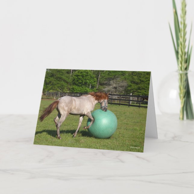 Bob Langrish | Paso Fino-hästar som leker med Boll Kort (Framsida)