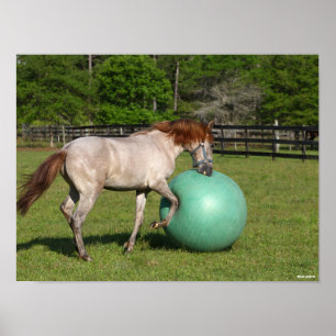 Bob Langrish Paso Fino-hästar som leker med Boll Poster