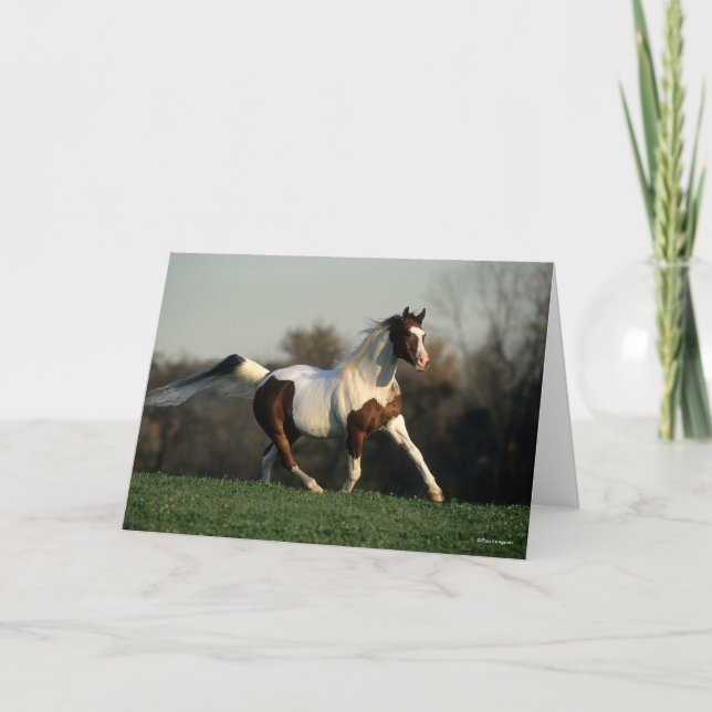 Bob Langrish | Pinto Arab Mane and Tail Flowing Kort (Framsida)