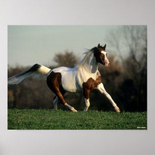 Bob Langrish   Pinto Arab Mane och Svan Flowing Poster