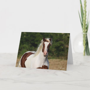 Bob Langrish Pinto Haflinger Headshot Kort