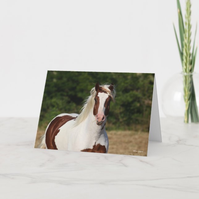 Bob Langrish | Pinto Haflinger Headshot Kort (Framsida)