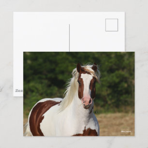 Bob Langrish Pinto Haflinger Headshot Vykort