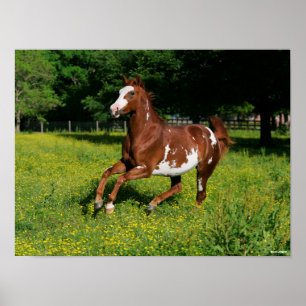 Bob Langrish Pinto Oldenburg Körning av blommor Poster