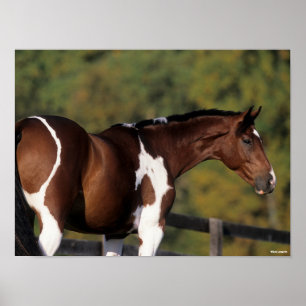 Bob Langrish Pinto Warmblod Ständiga hörnet Poster