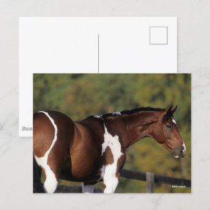 Bob Langrish Pinto Warmblod Ständiga hörnet Vykort