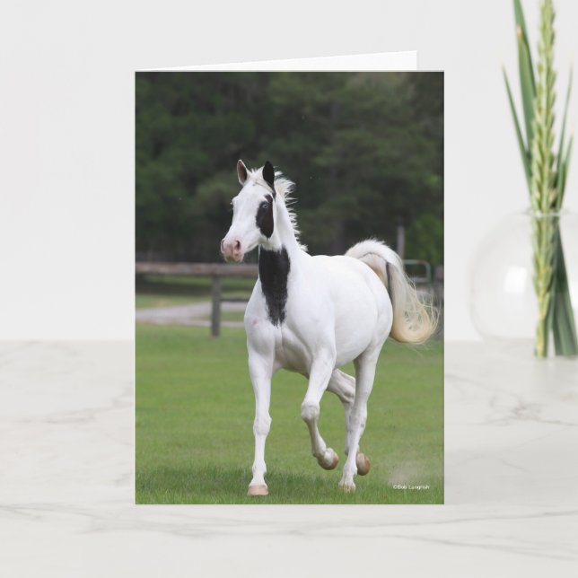 Bob Langrish | Pinto Warmblome Kort (Framsida)