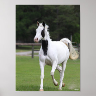 Bob Langrish Pinto Warmblome Poster