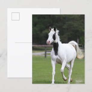 Bob Langrish   Pinto Warmblome Vykort