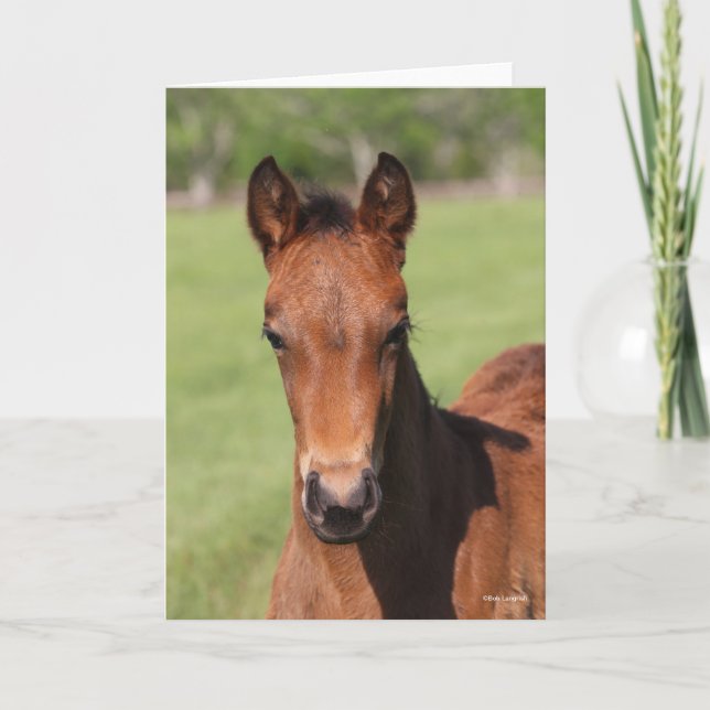 Bob Langrish | Quarter Horse Foal Headshot Kort (Framsida)