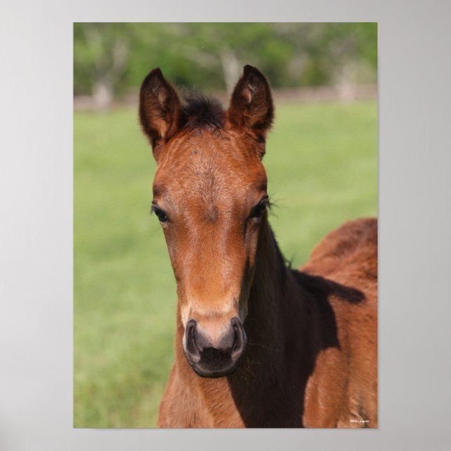 Bob Langrish | Quarter Horse Foal Headshot Poster (Framsidan)