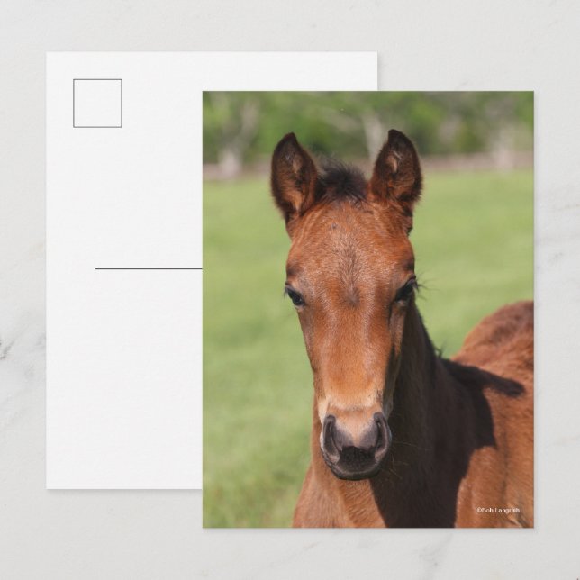 Bob Langrish | Quarter Horse Foal Headshot Vykort (Fram/baksida)