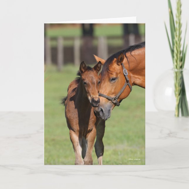 Bob Langrish Quarter Horse Mare and Foal Cuddling Kort (Framsida)