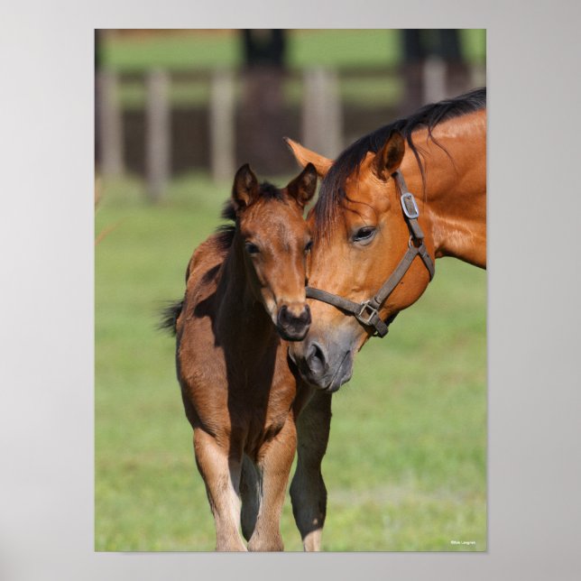 Bob Langrish Quarter Horse Mare and Foal Cuddling Poster (Framsidan)