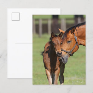 Bob Langrish Quarter Horse Mare and Foal Cuddling Vykort