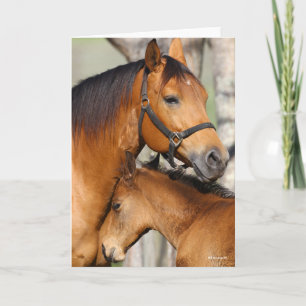 Bob Langrish Quarter Horse Mare and Foal Headshot Kort