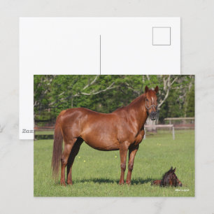 Bob Langrish Quarter Horse Mare and Foal Ställe Vykort