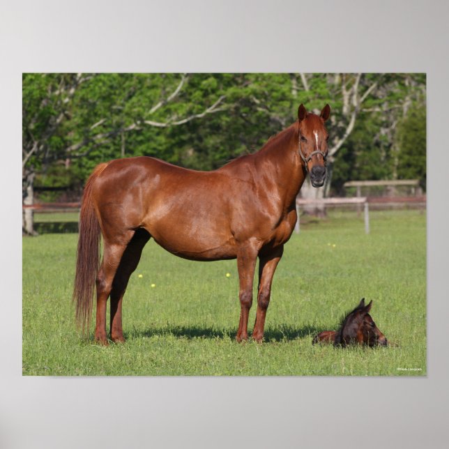 Bob Langrish Quarter Horse Mare and Foal Standing Poster (Framsidan)