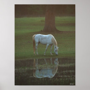 Bob Langrish Reflektion av Grått Arab Grazing Va Poster