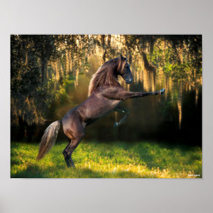 Bob Langrish Rening av Rocky Mountain Horse Poster