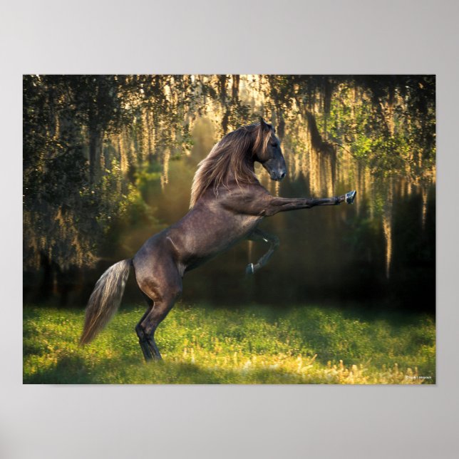 Bob Langrish | Rening av Rocky Mountain Horse Poster (Framsidan)