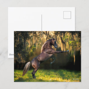 Bob Langrish Rening av Rocky Mountain Horse Vykort