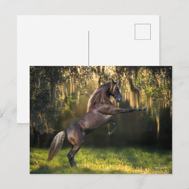 Bob Langrish | Rening av Rocky Mountain Horse Vykort (Fram/baksida)