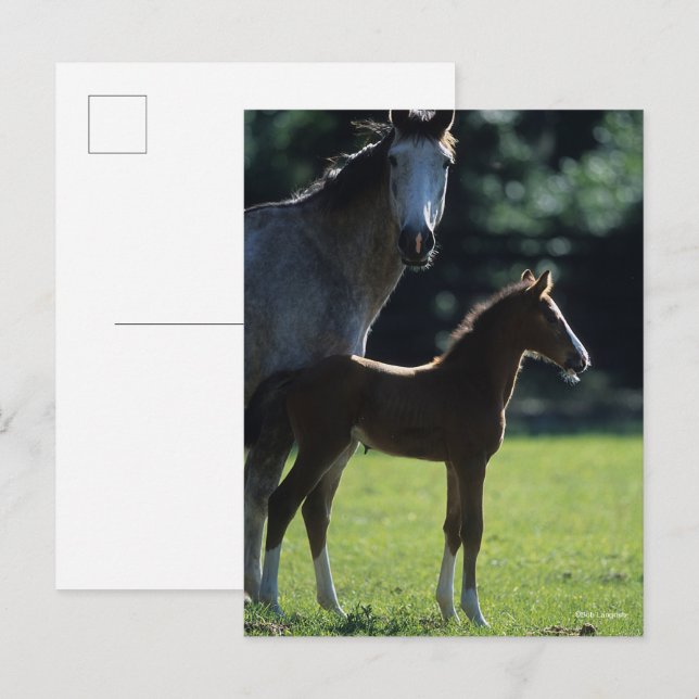 Bob Langrish | Reservarmband och bakgrundsbelyst f Vykort (Fram/baksida)