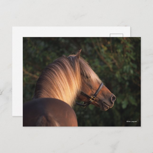 Bob Langrish | Rocky Mountain Horse närbild på huv Vykort (Fram/baksida)