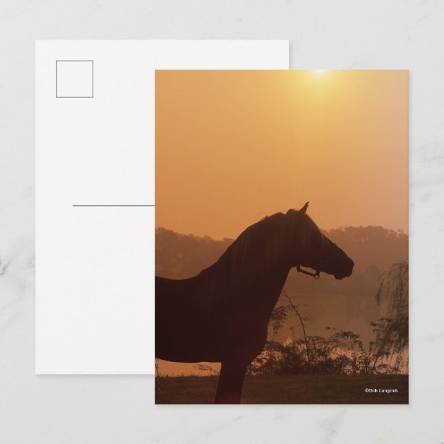 Bob Langrish | Rocky Mountain Horse Silhouette Vykort (Fram/baksida)