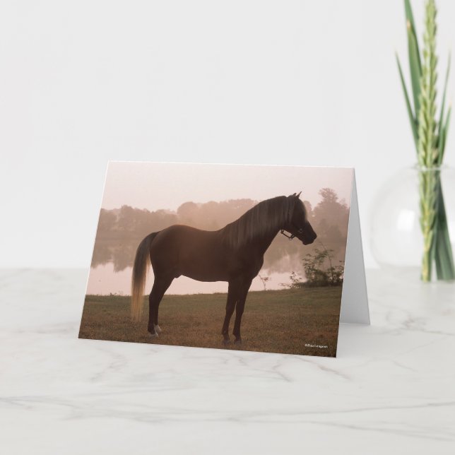 Bob Langrish Rocky Mountain Horse Ständiga Backlit Kort (Framsida)