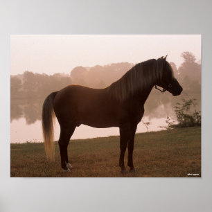 Bob Langrish Rocky Mountain Horse Ständiga Backlit Poster