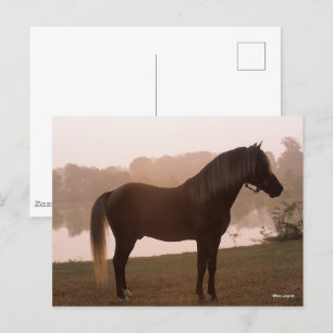 Bob Langrish Rocky Mountain Horse Ständiga Backlit Vykort