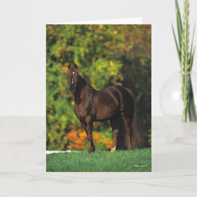 Bob Langrish Rocky Mountain Horse Stolhösten Kort (Framsida)