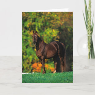 Bob Langrish Rocky Mountain Horse Stolhösten Kort