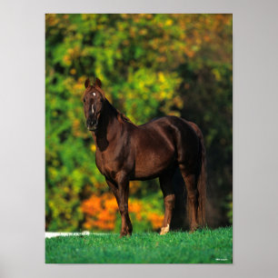 Bob Langrish Rocky Mountain Horse Stolhösten Poster