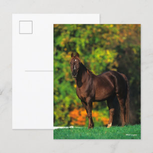 Bob Langrish Rocky Mountain Horse Stolhösten Vykort